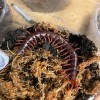 CENTIPEDE
